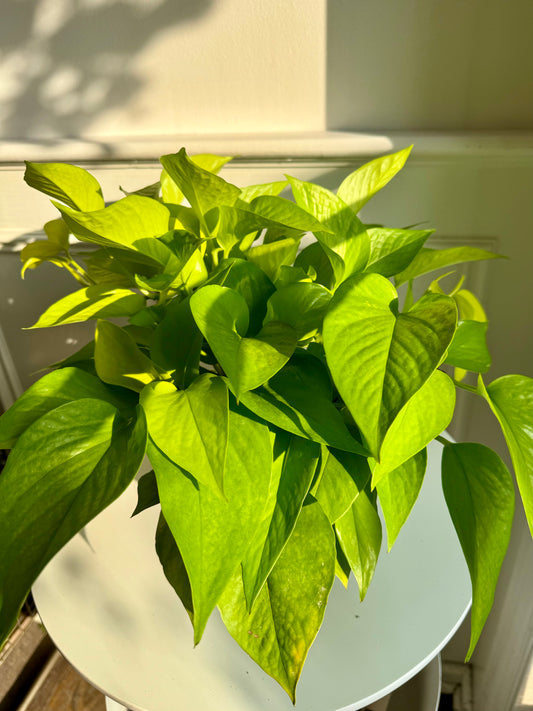 Pothos Neon