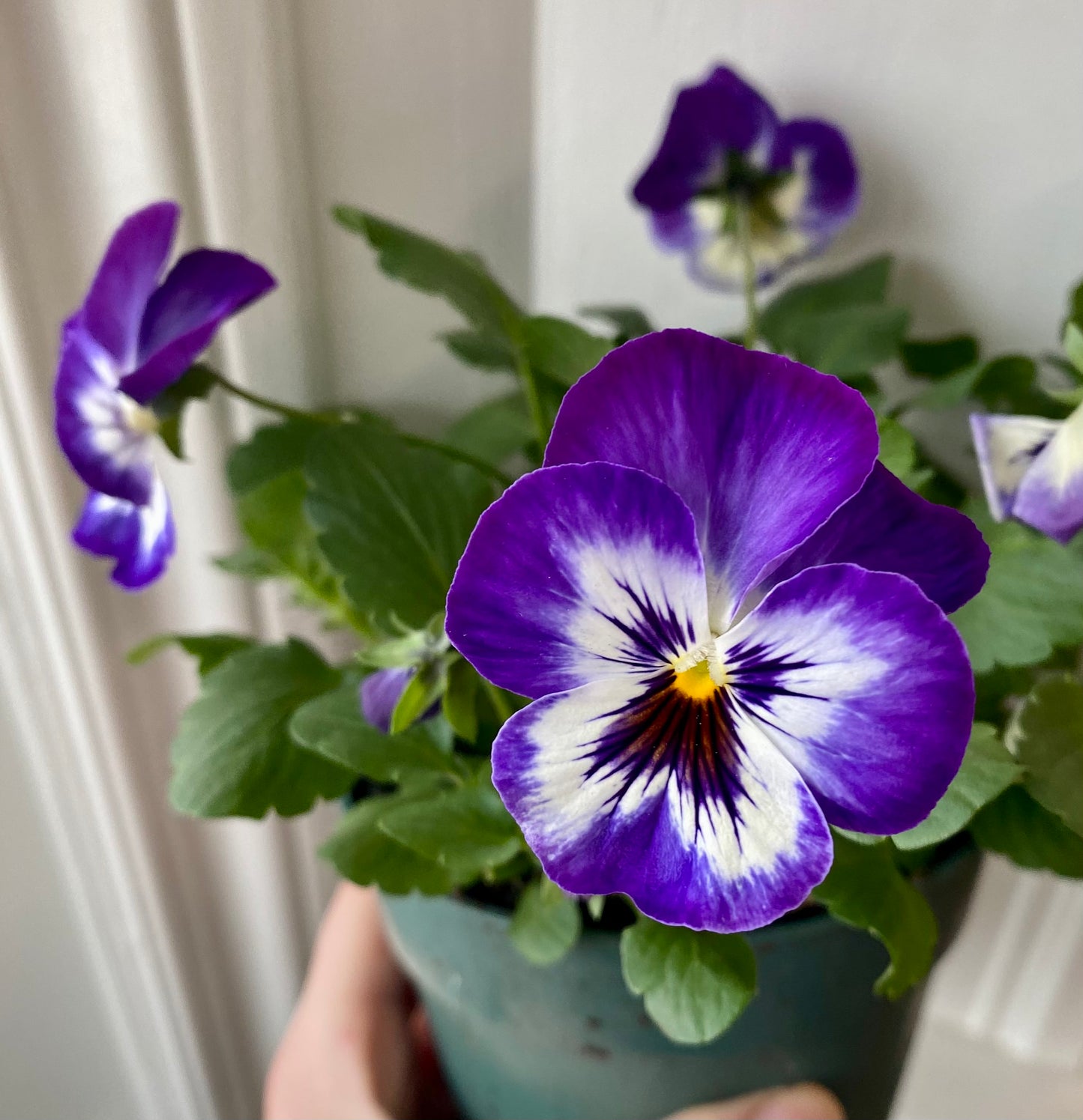 Pansies