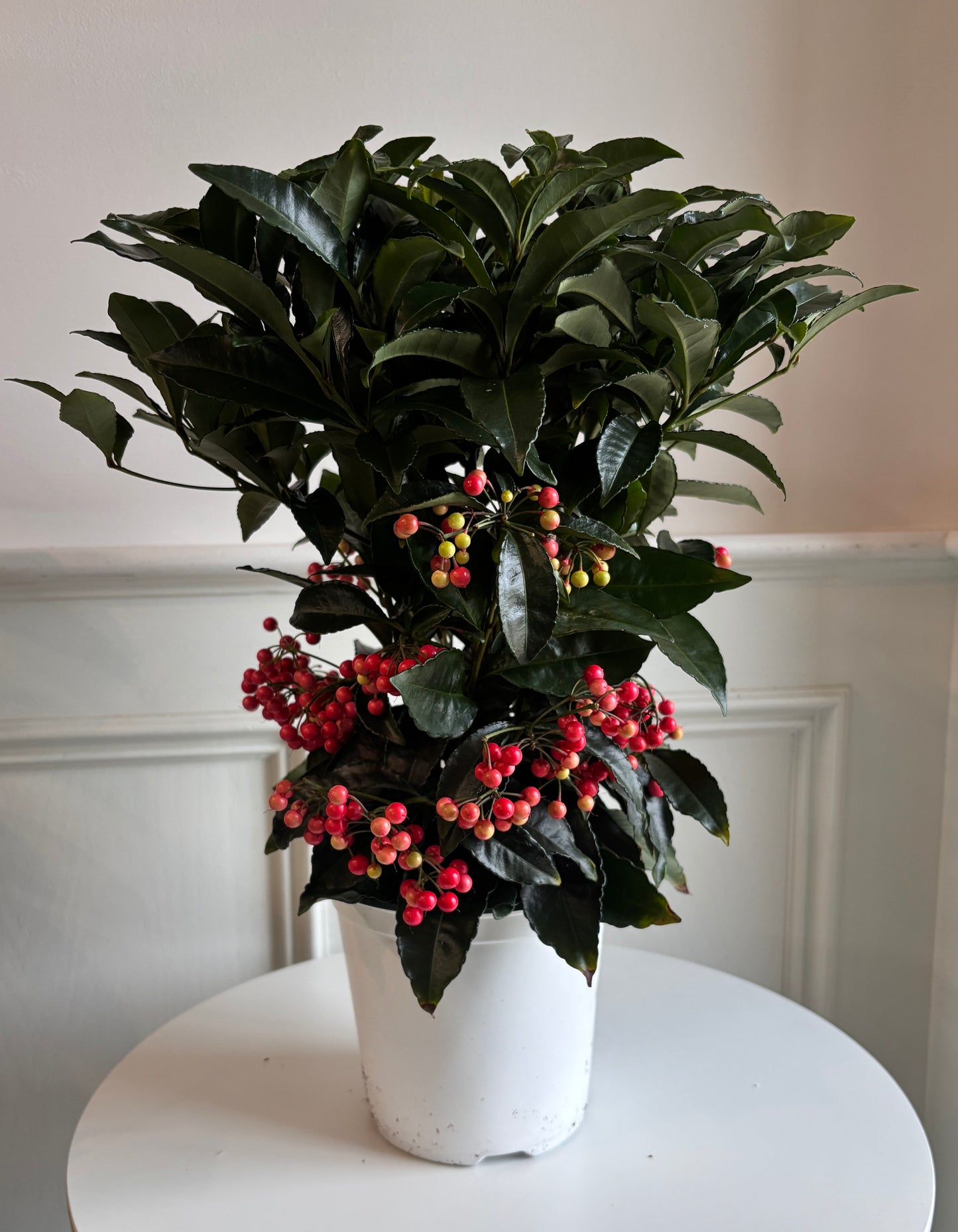 Ardisia