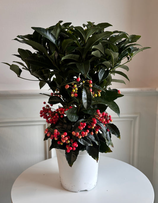 Ardisia