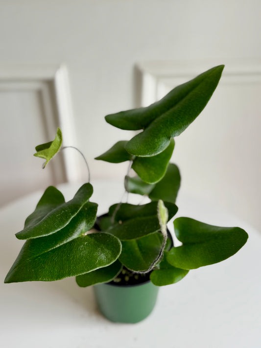 Pyrrosia (Tongue Fern)