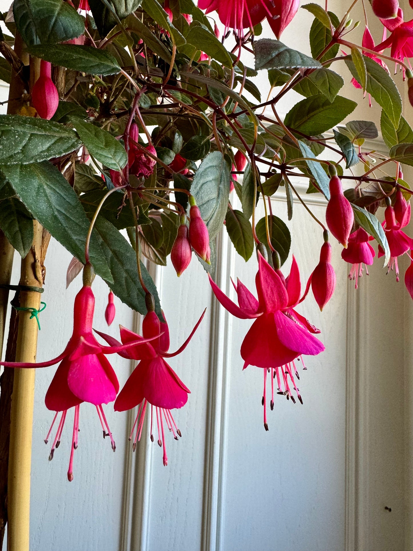 Fuchsia