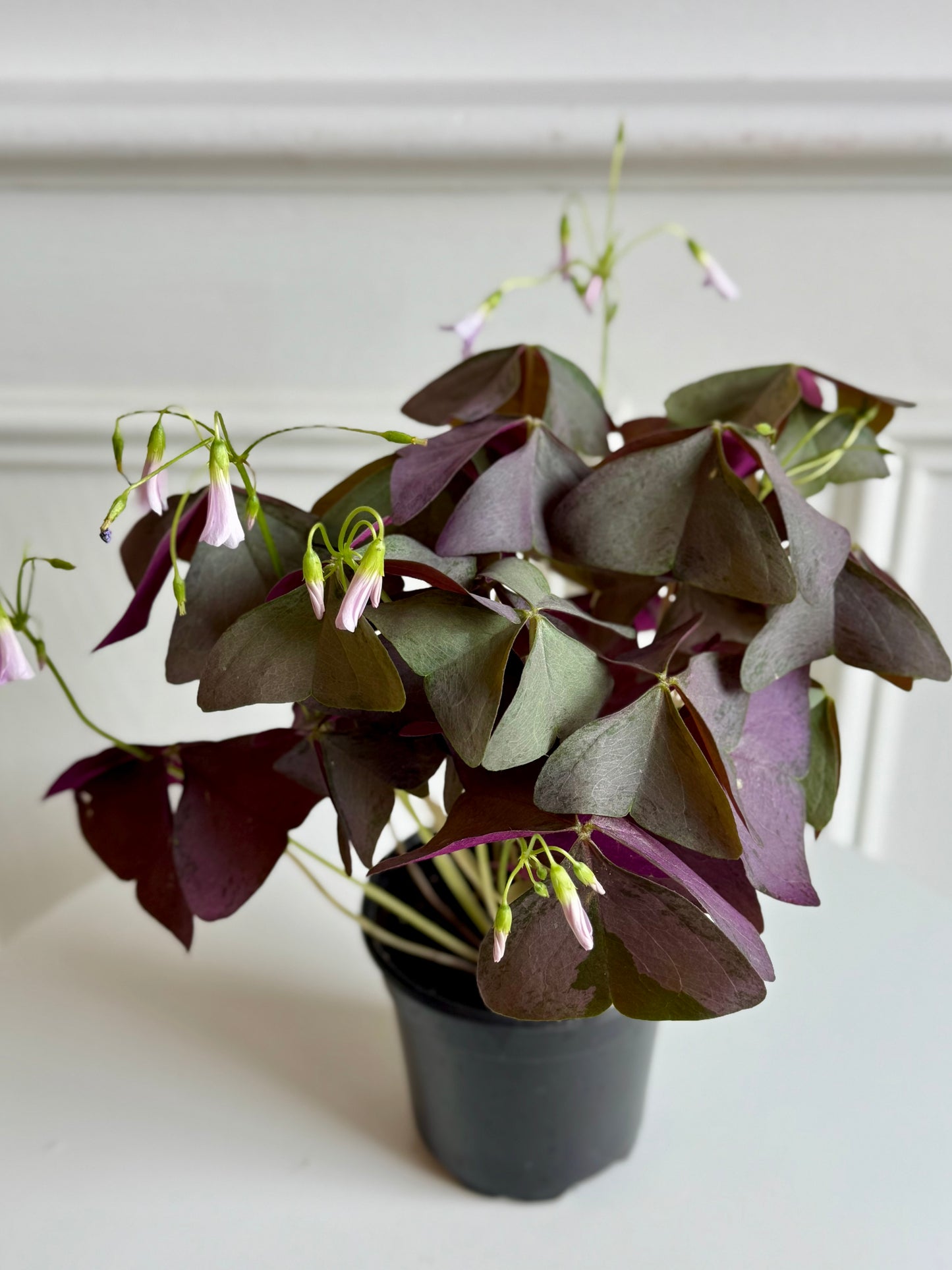 Oxalis Shamrock