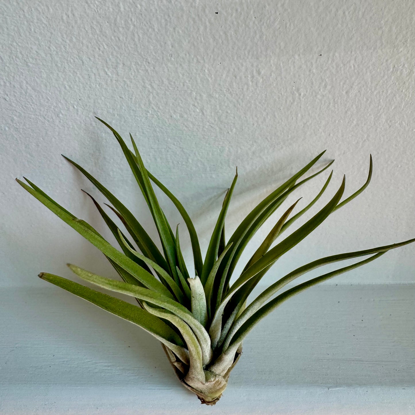 Air Plant