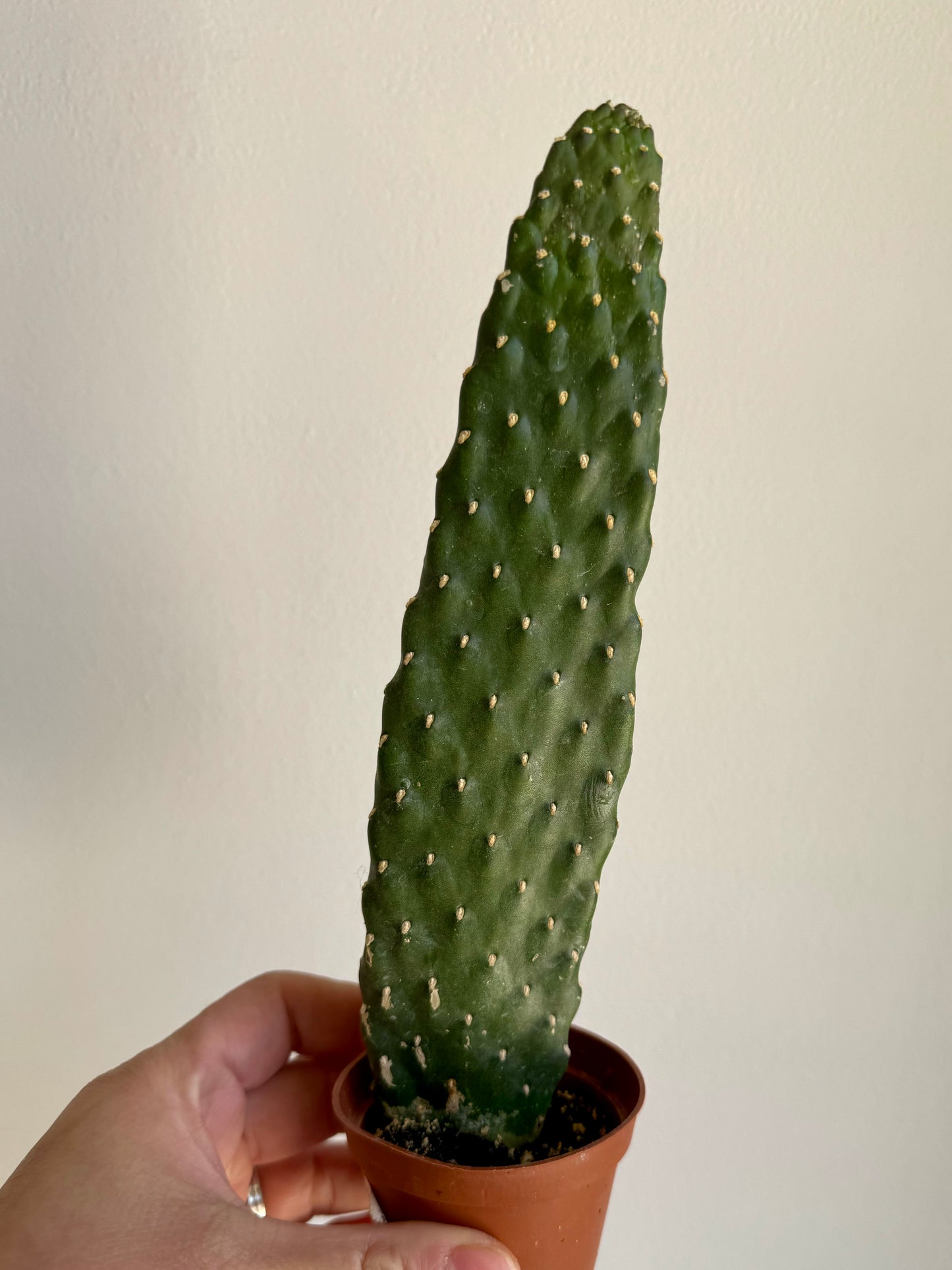 Cartoon Cactus