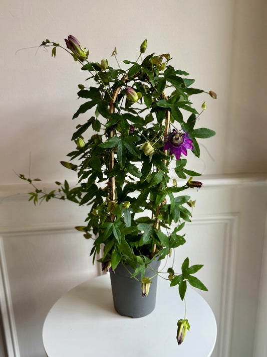Passion Flowers