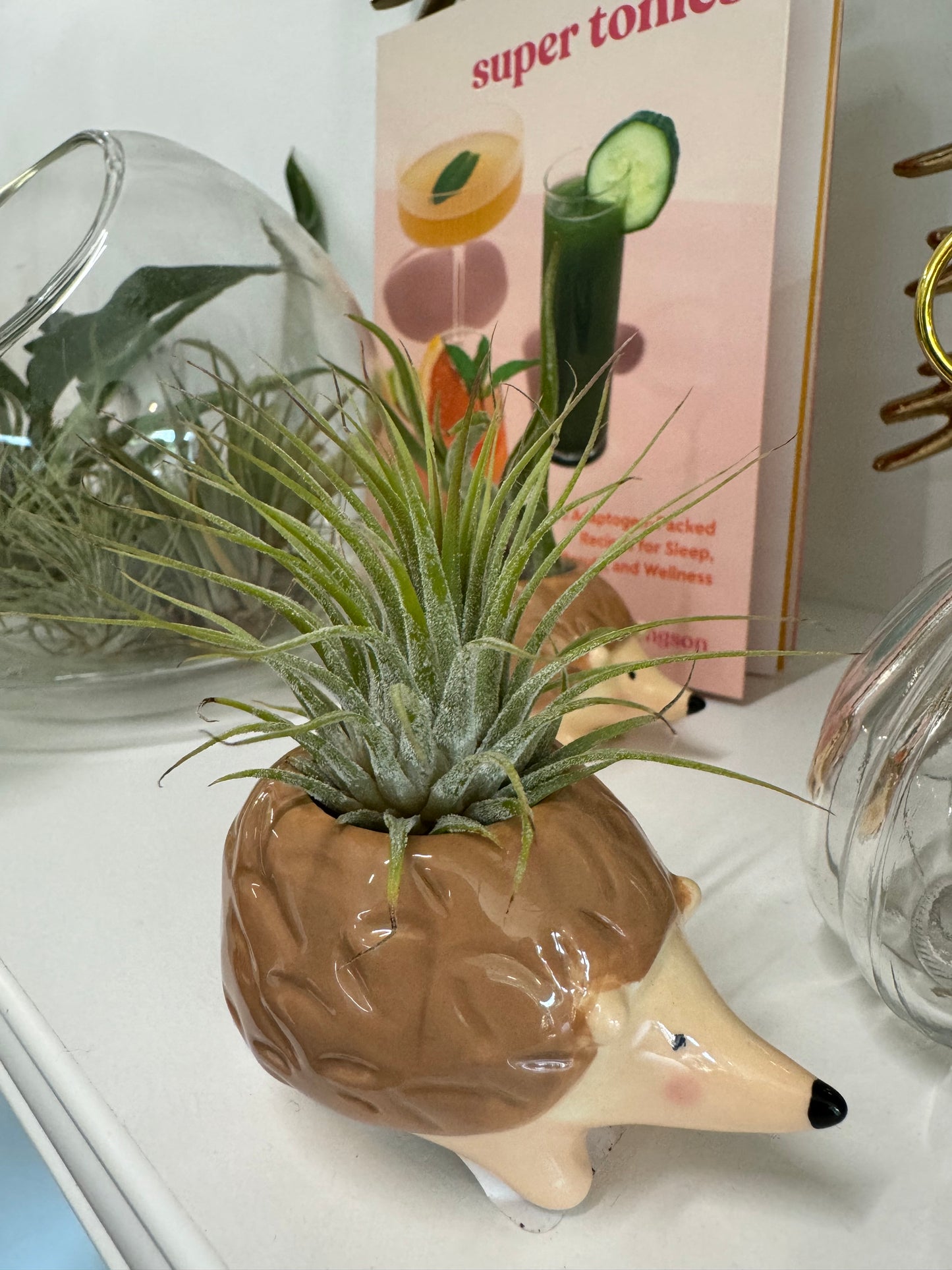 Air Plant