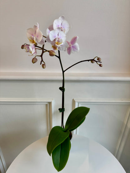 3.5” Orchids