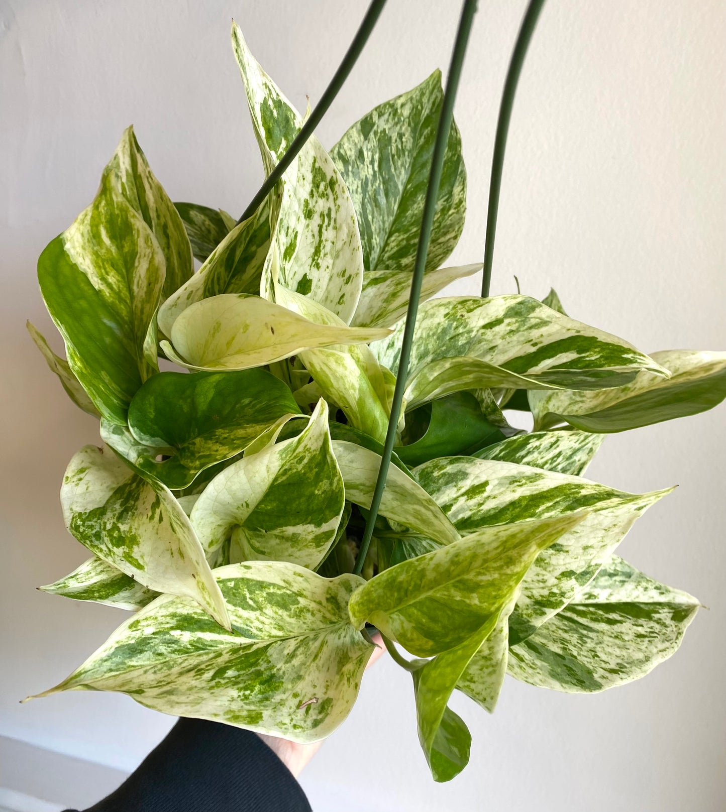 Marble Queen Pothos Hanging Basket