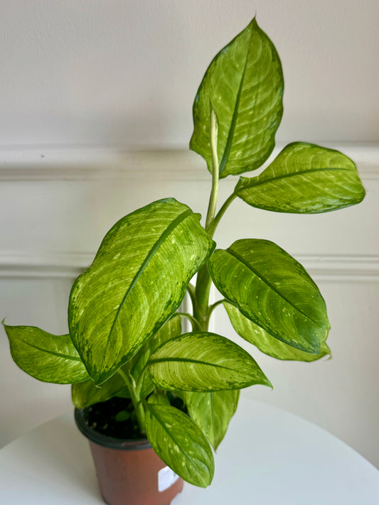 Dieffenbachia Crocodile