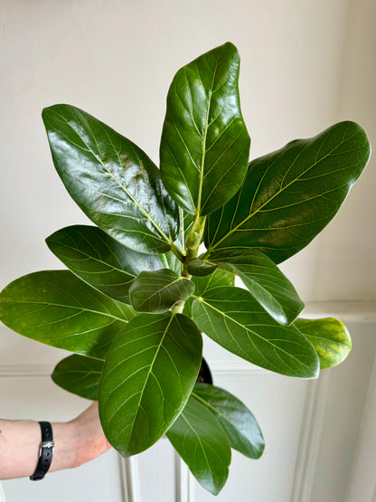 Ficus Audrey