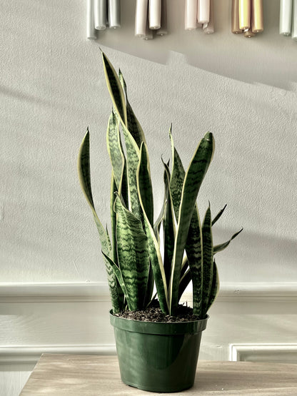 Snake Plant