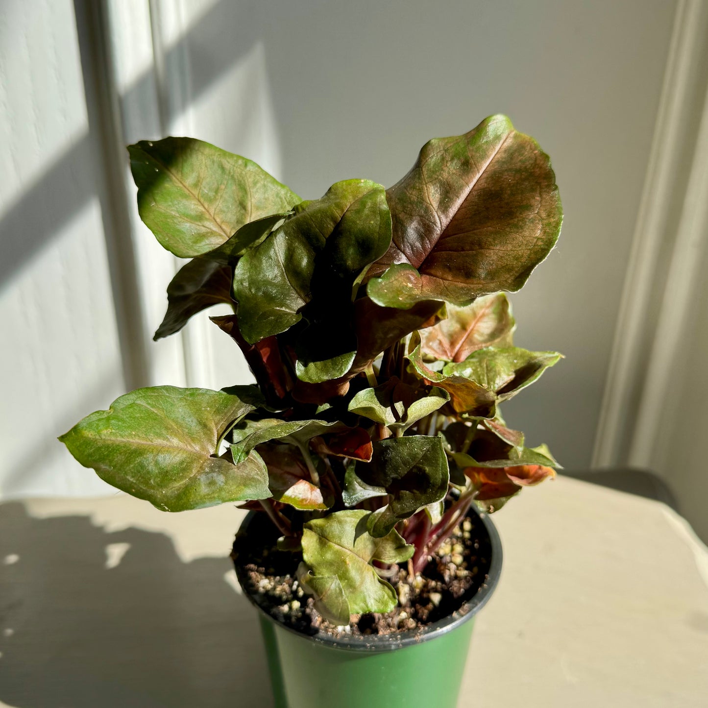 Nephthytis