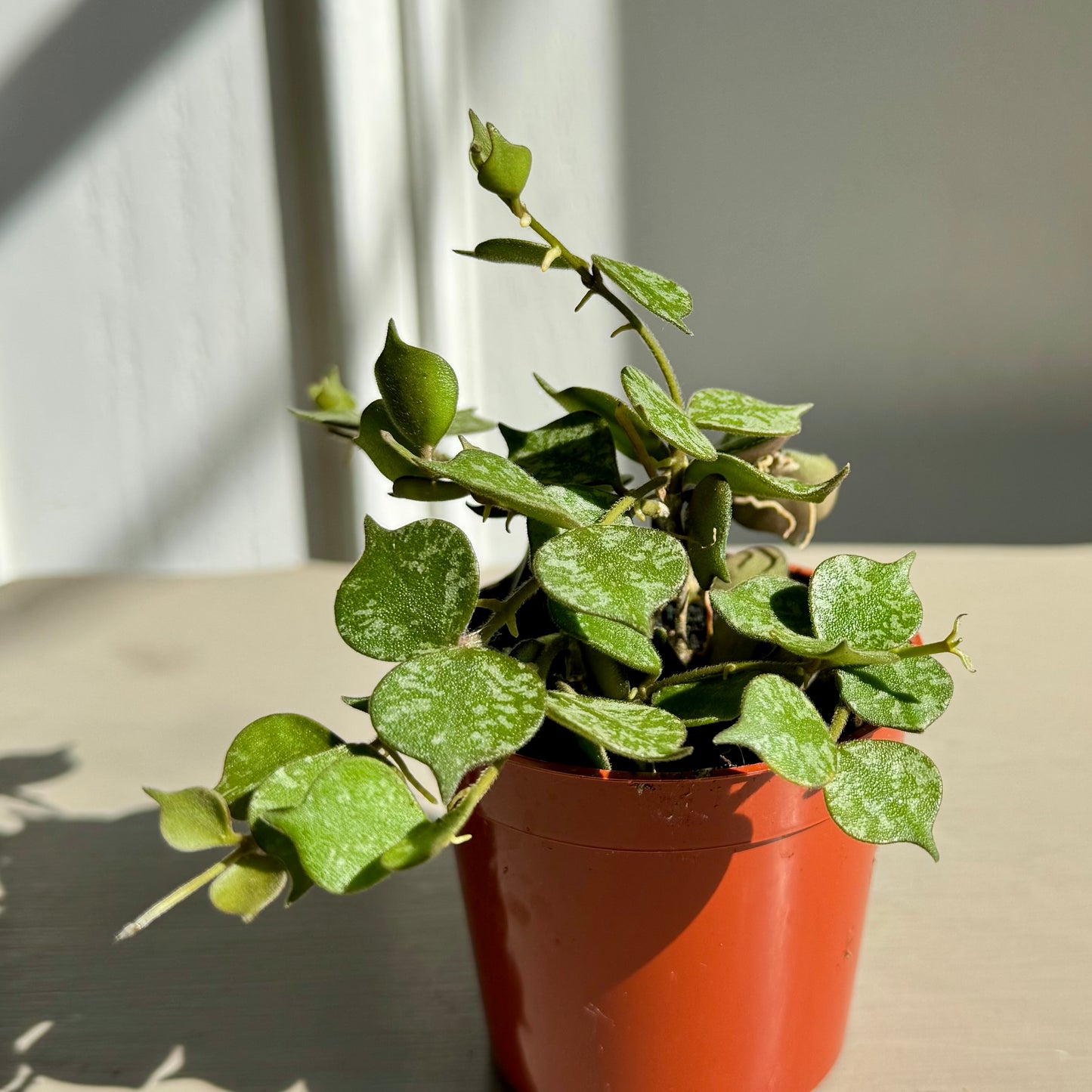 Hoya Curtisii