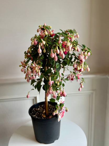 Fuchsia