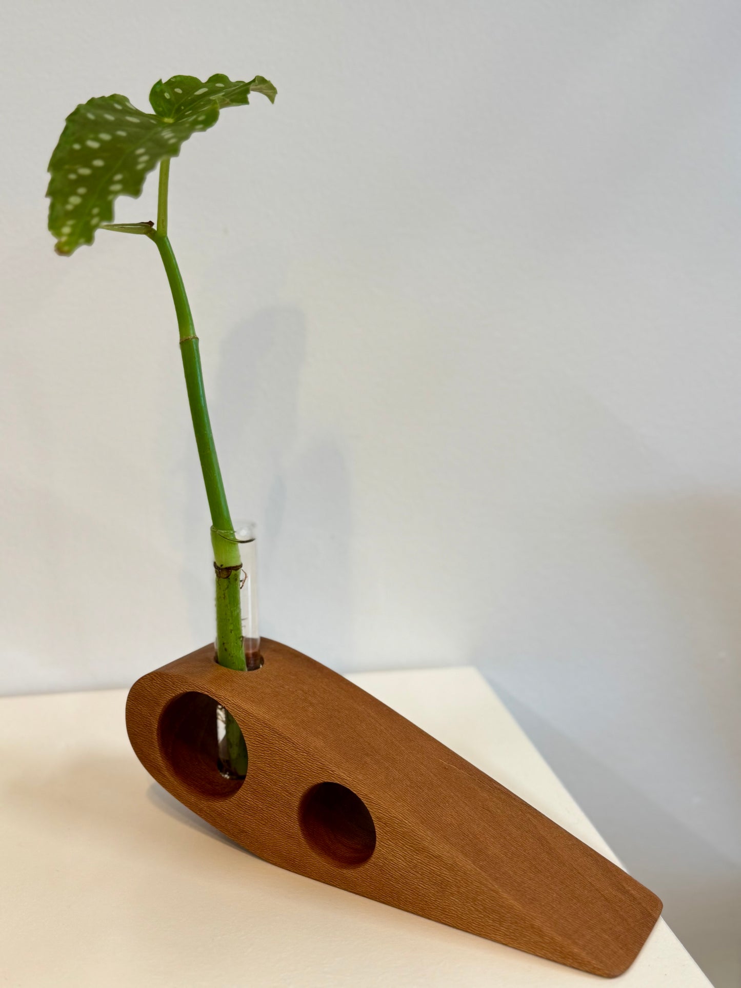 Sycamore Propagation Stand