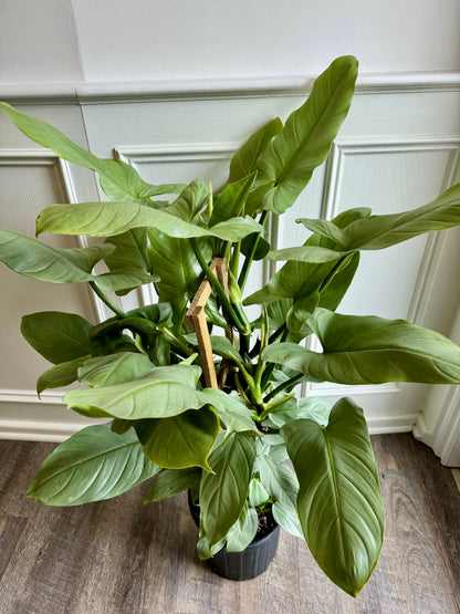 trellis for philodendron Philodendron Silver Sword Trellis – Thorn & Petal Florist