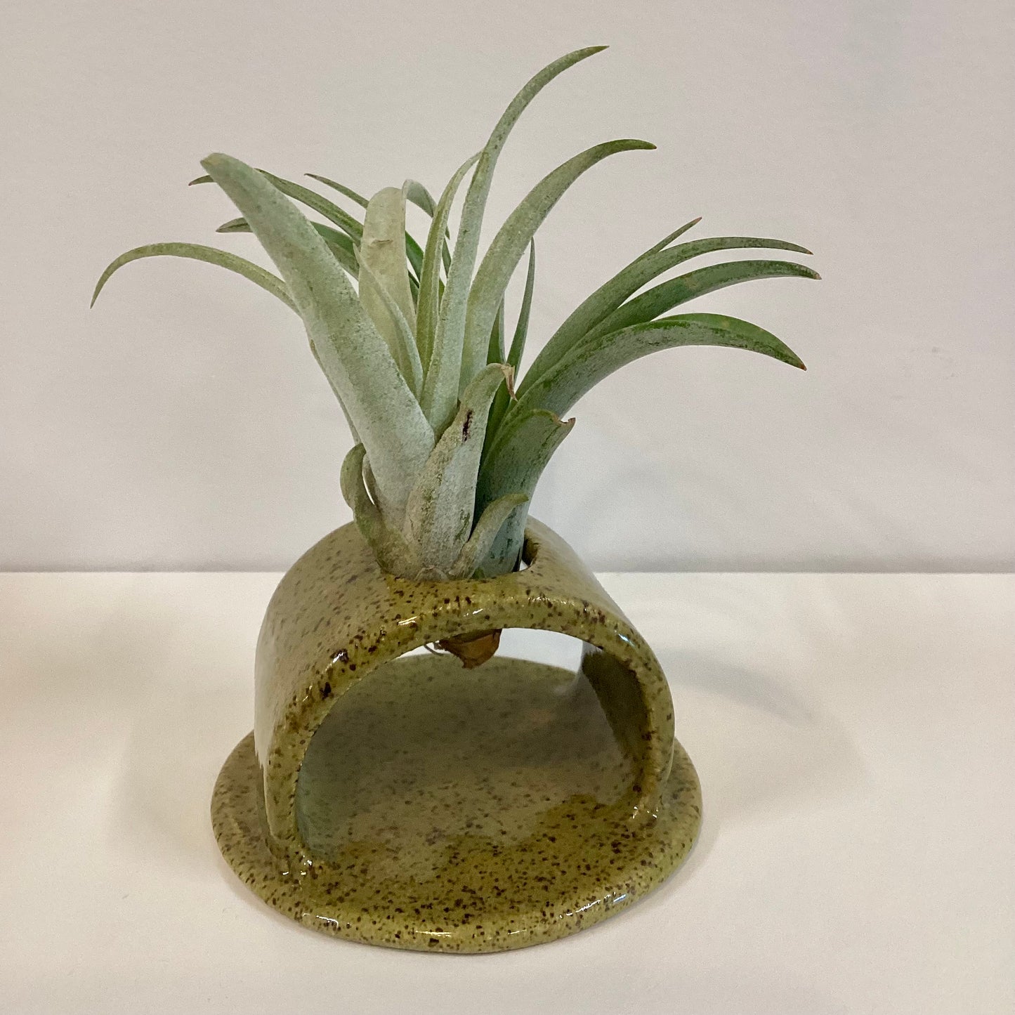 Phalsiii Ceramics Propagation & Air Plant Stands