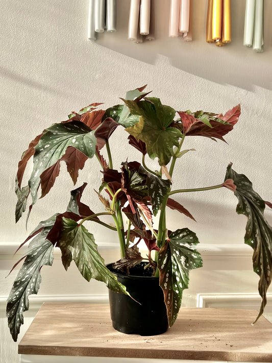 Begonia Angel Wing