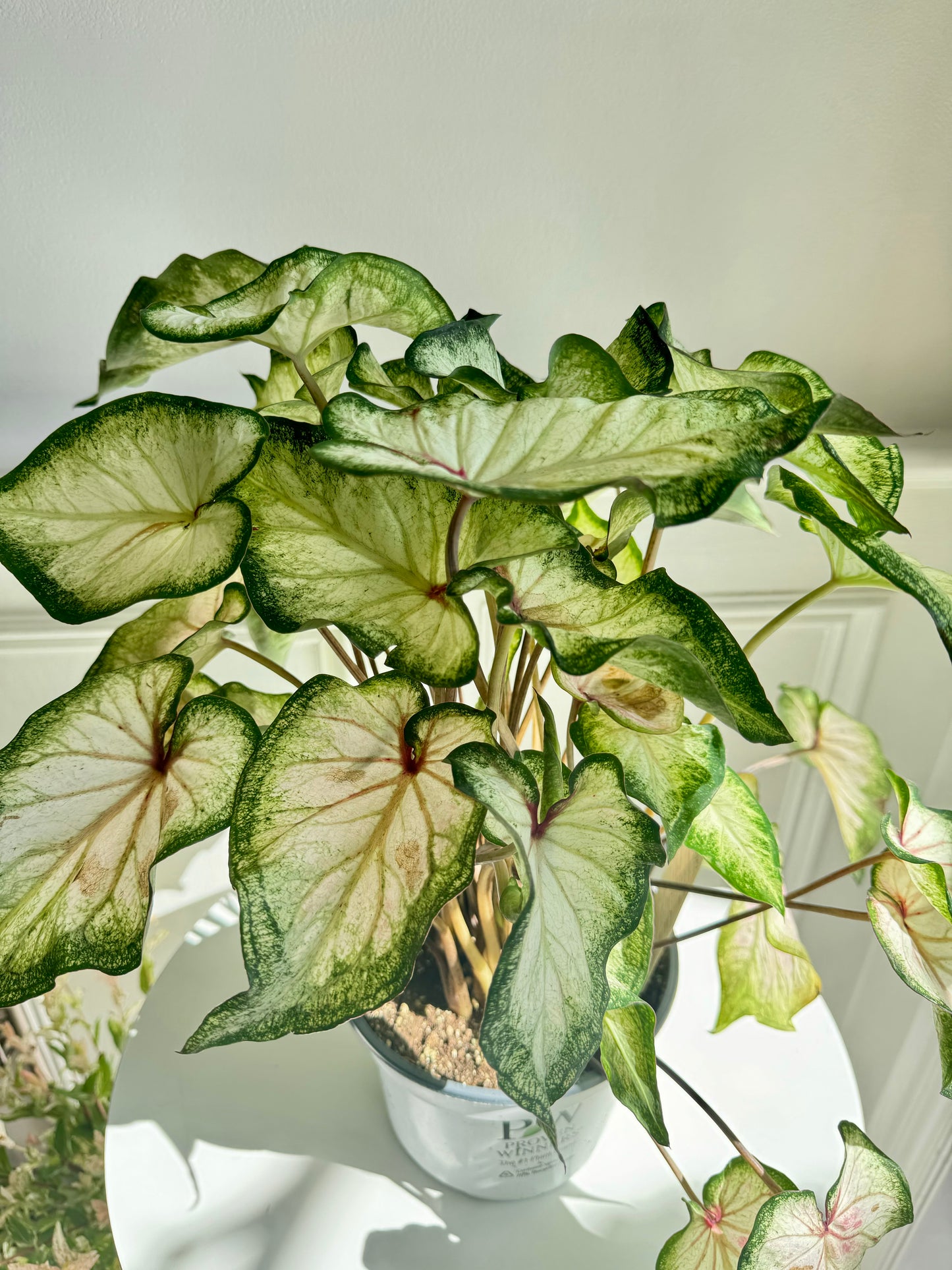 Caladium