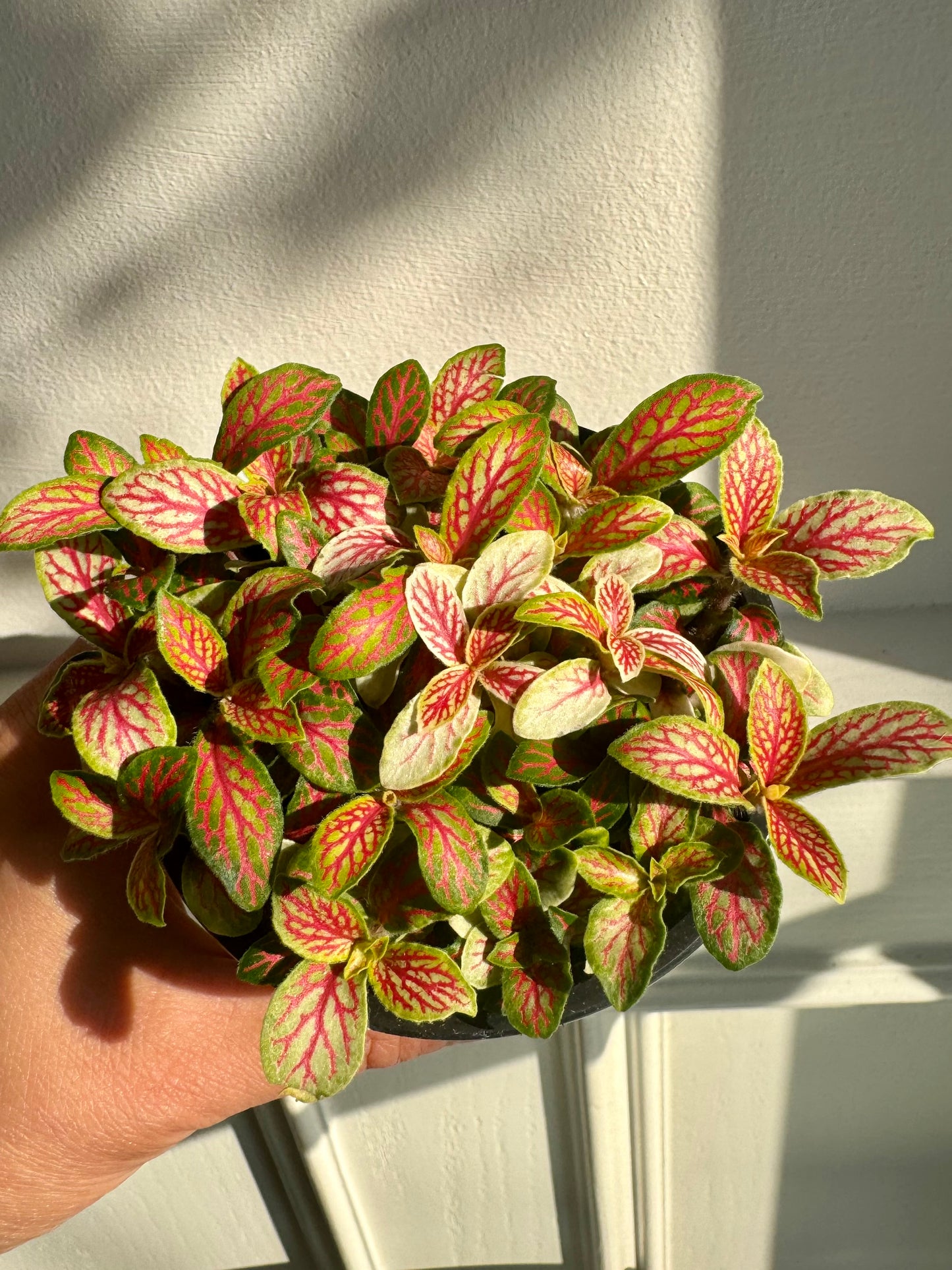 Fittonia