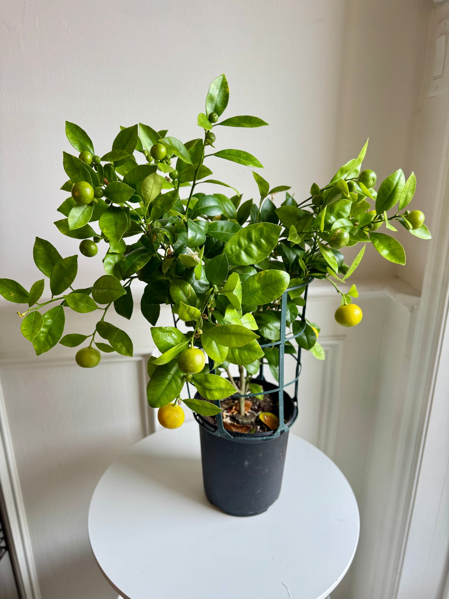 Calamondin Bush