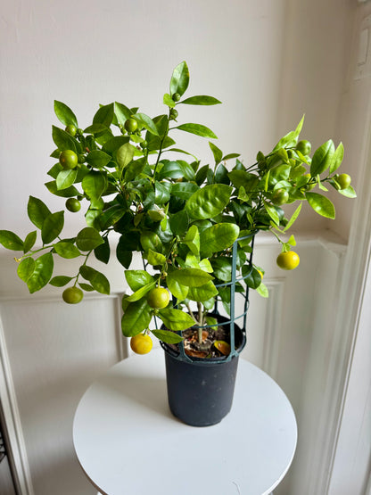 Calamondin Bush