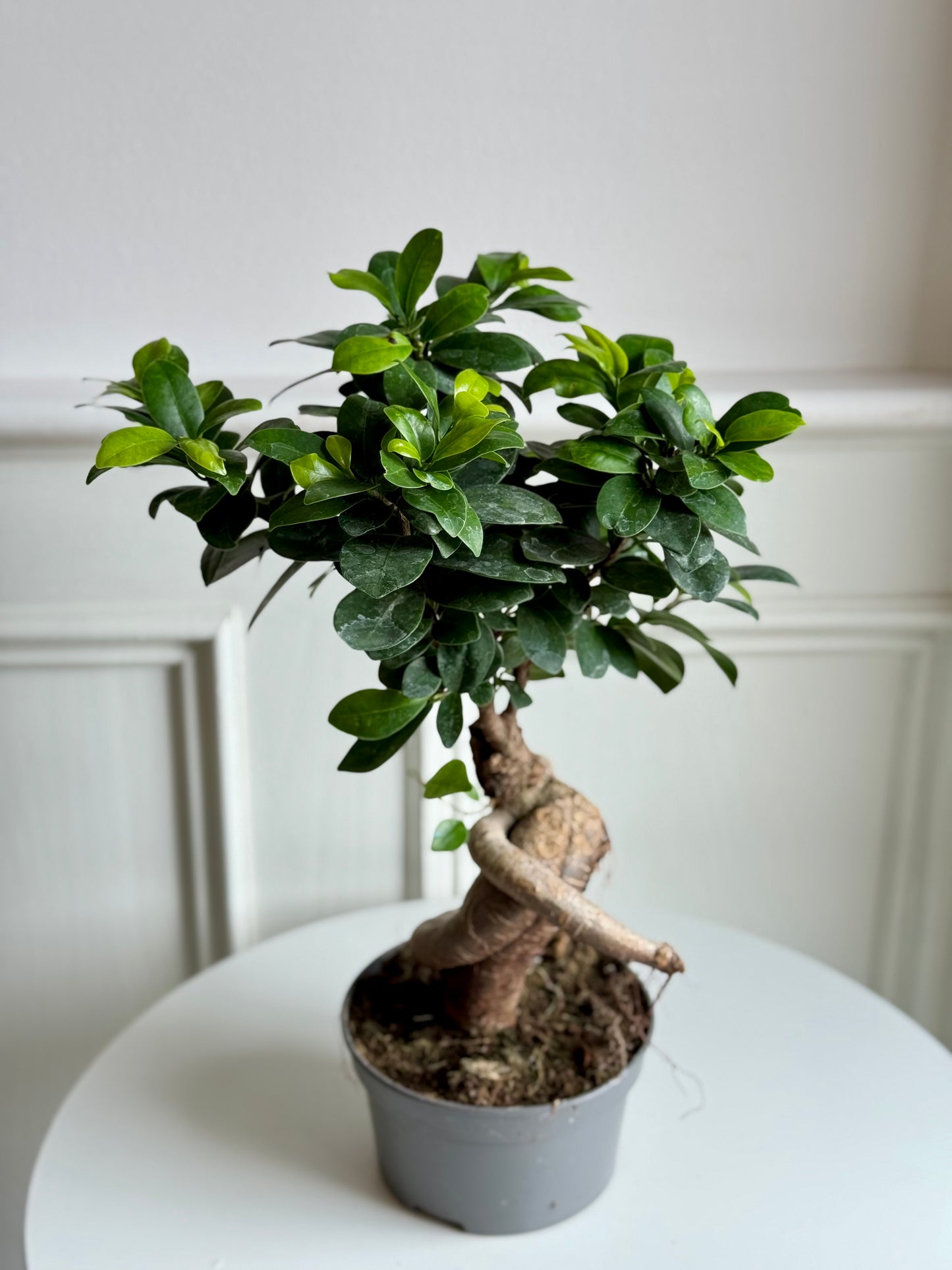 Ficus Ginseng Bonsai