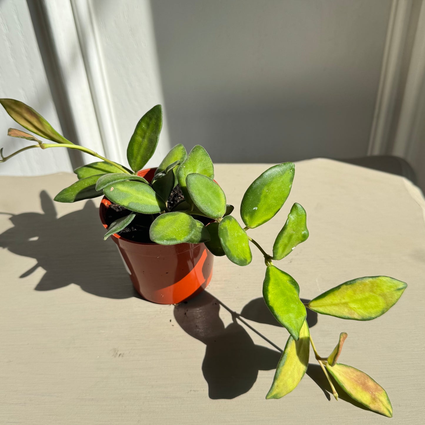 Hoya Burtoniae