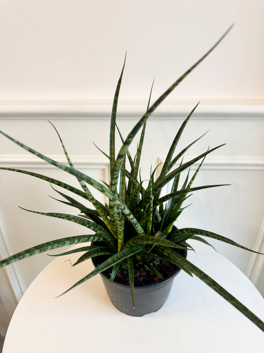 Sansaveria (Snake Plant) Fernwood