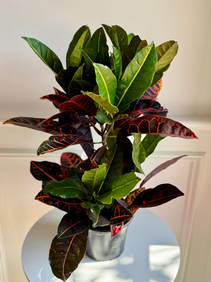 Croton
