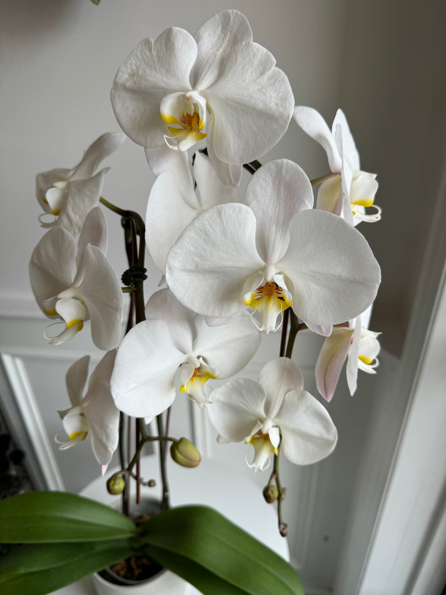 Double Spike Waterfall Orchids - White