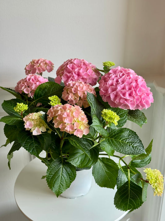 Hydrangea