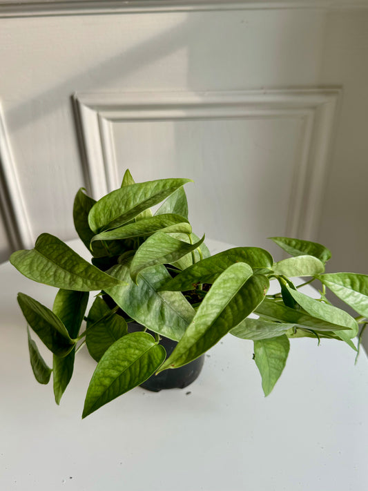 Pothos Cebu Blue