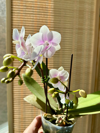 3.5” Orchids