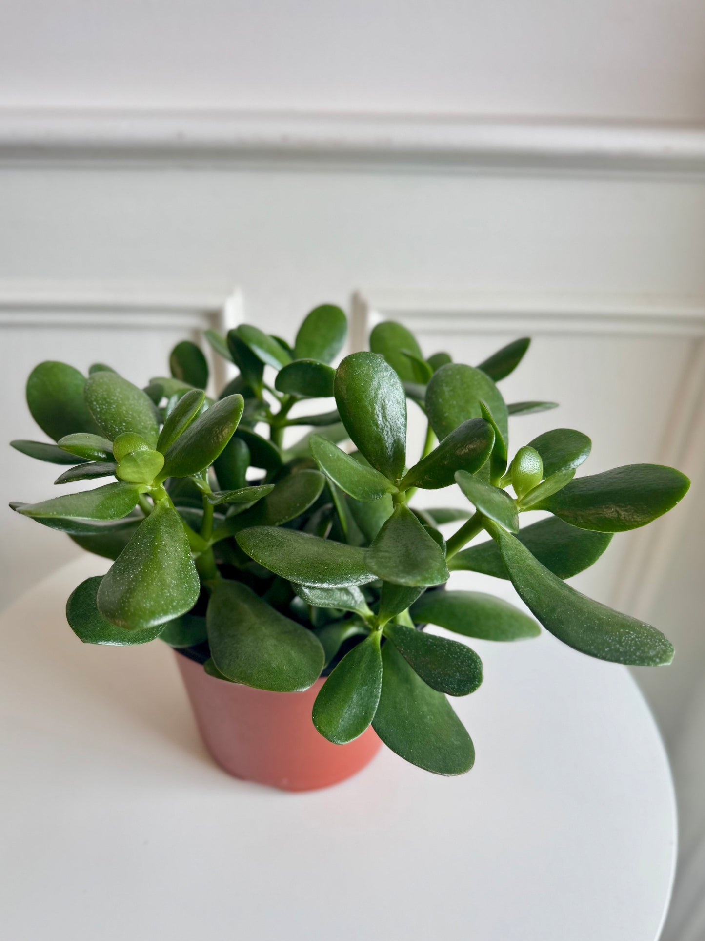 Jade Plant