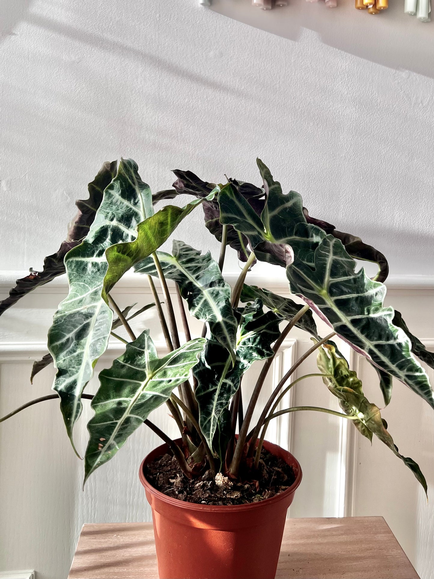 Alocasia Polly