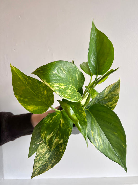 Pothos Golden