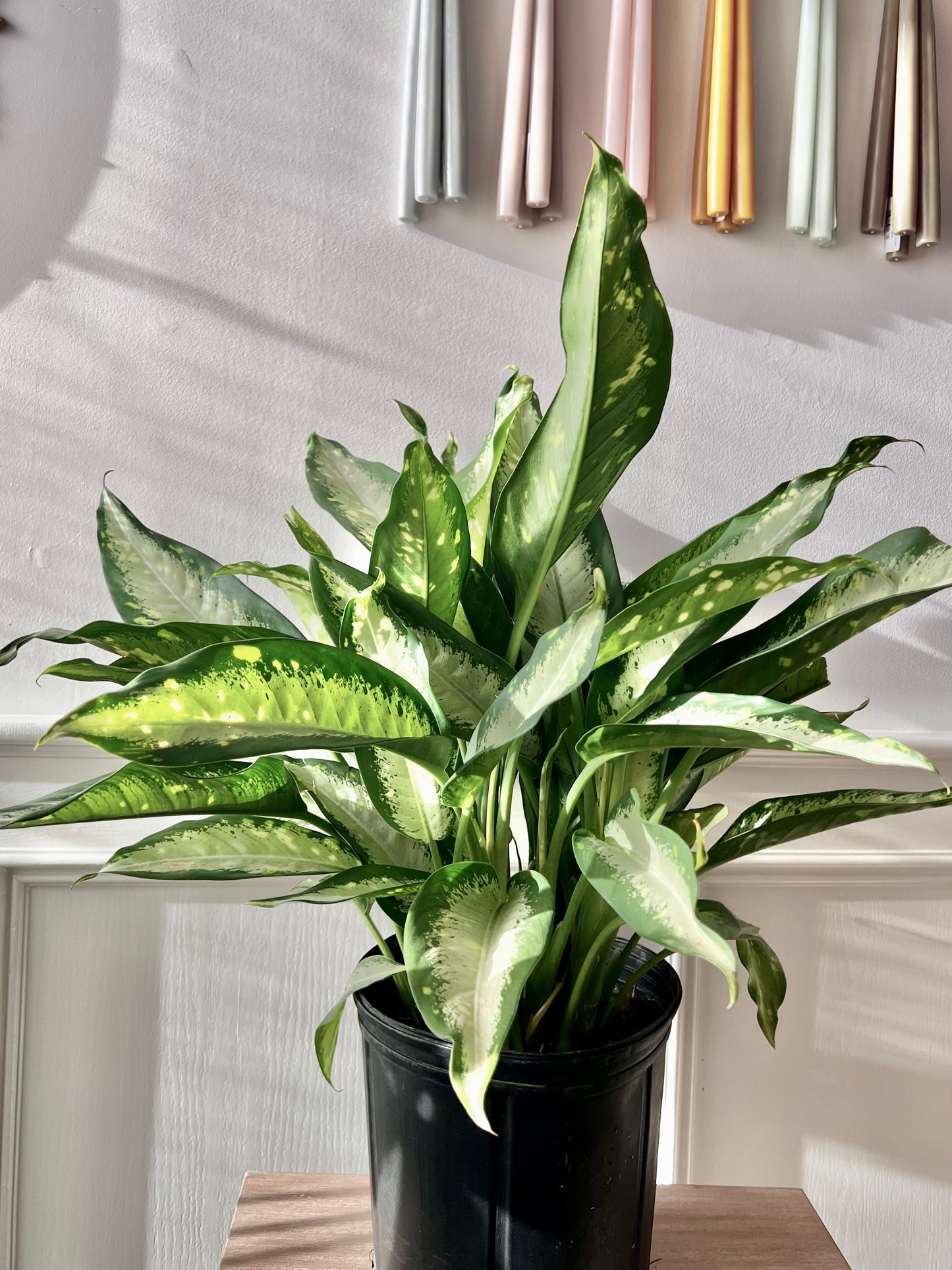 Dieffenbachia Panther