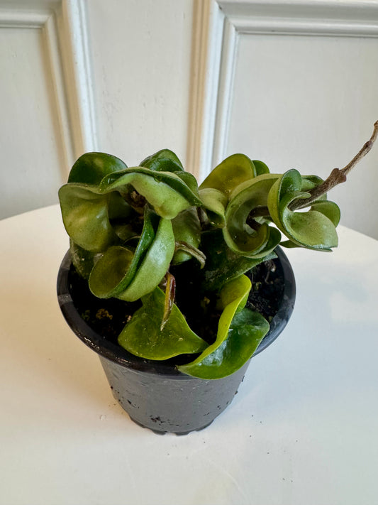 Hoya Krohniana Eskimo