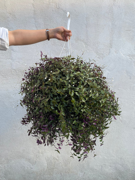 Bridal Veil Hanging Basket