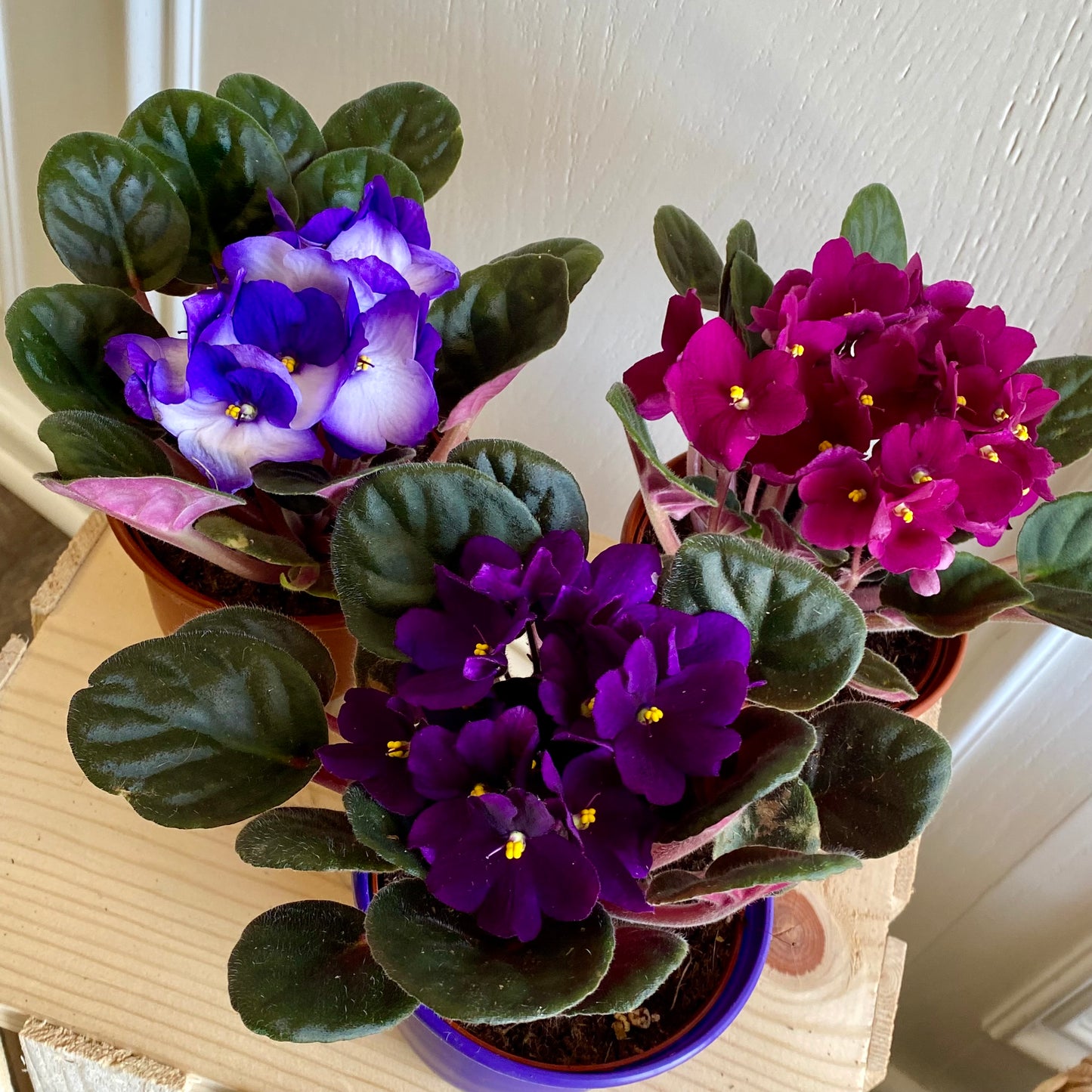 African Violet