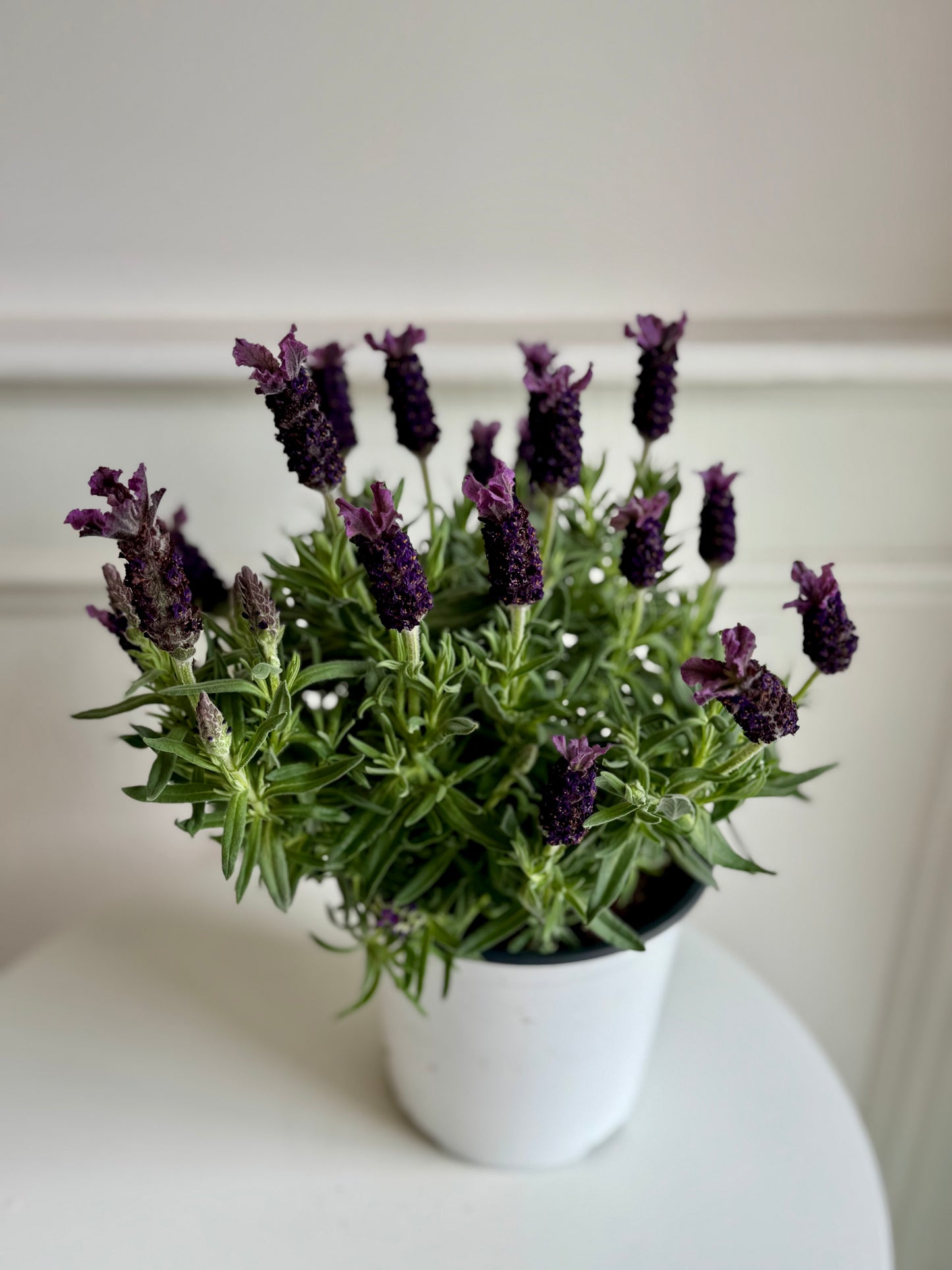 Lavender