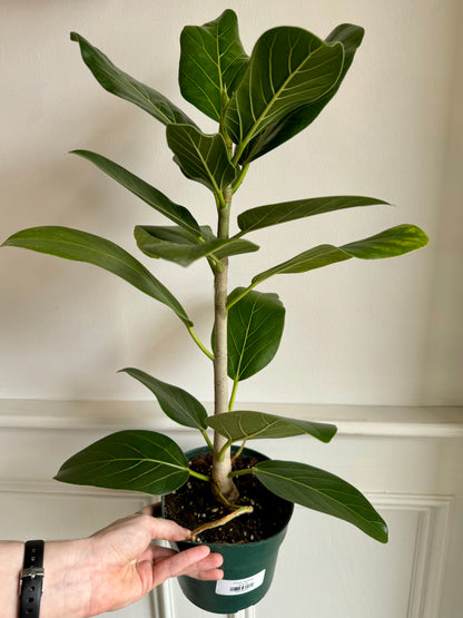 Ficus Audrey