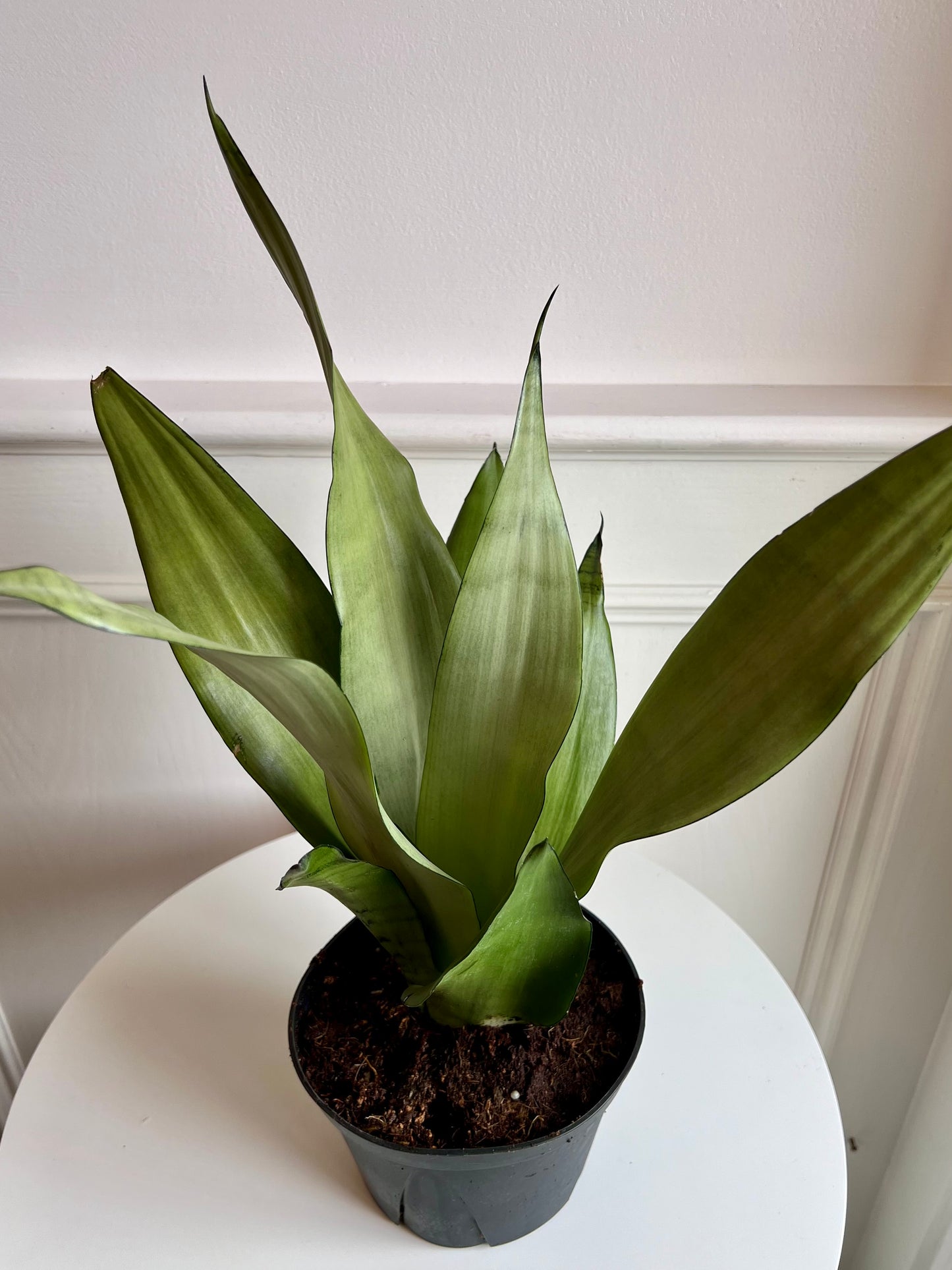 Sansevieria (Snake Plant) Moonshine