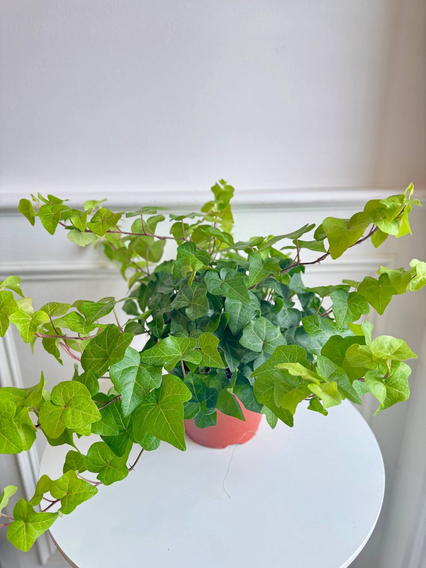 Ivy