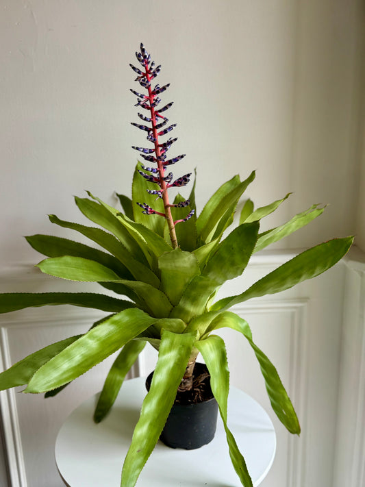 Bromeliad Aechmea Del Mar