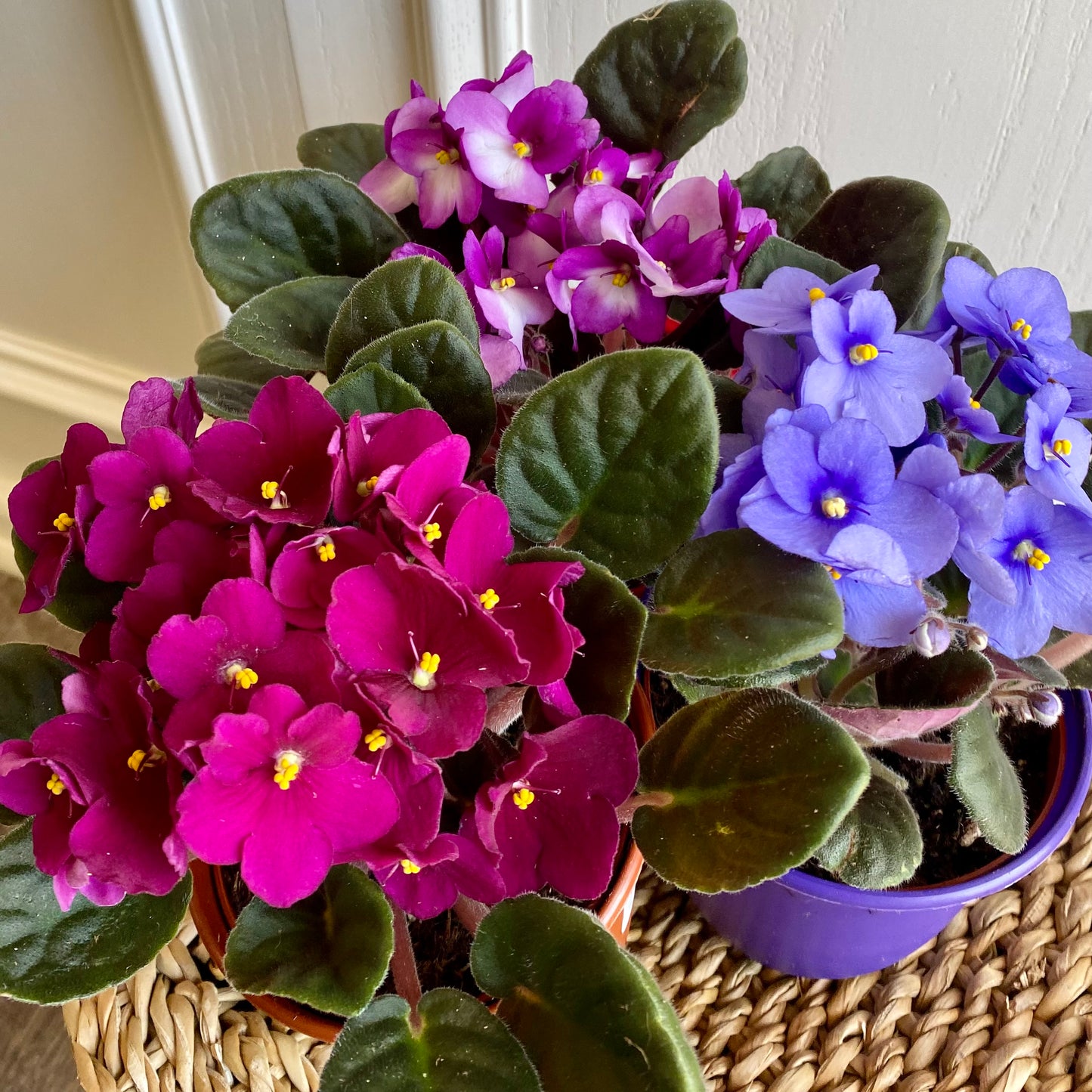 African Violet