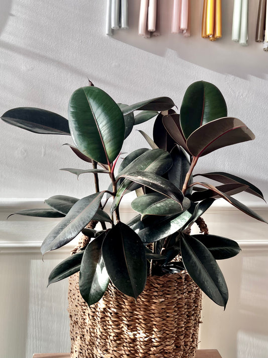 Ficus Elastica Burgundy