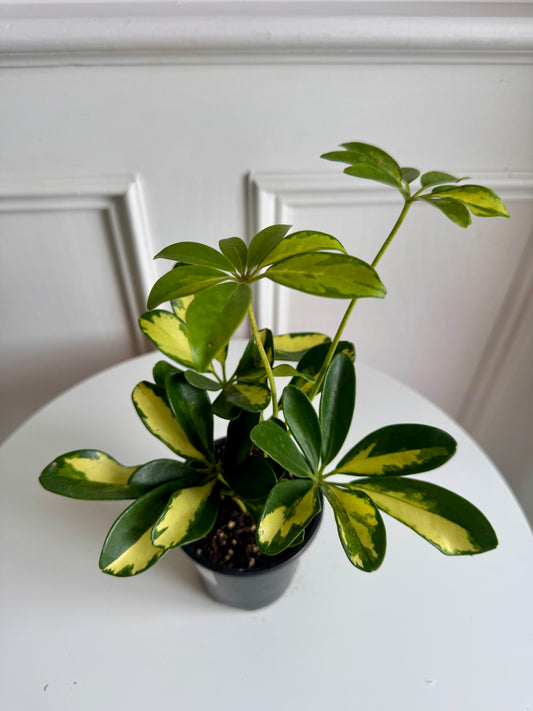 Schefflera Arboricola